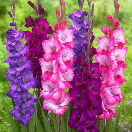 Комплект цибулин гладіолусів Школярик