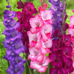 Комплект цибулин гладіолусів Школярик