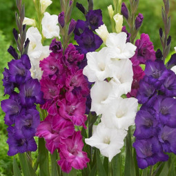 Комплект цибулин гладіолусів Шлягер