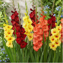 Комплект цибулин гладіолусів Сонячний джаз-бенд