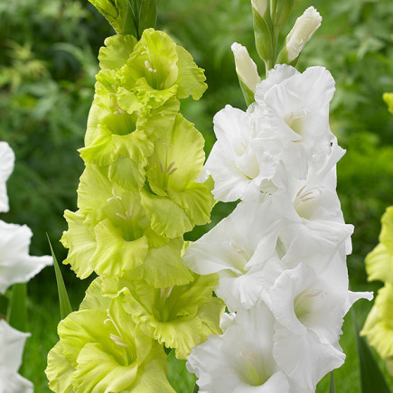 Комплект цибулин гладіолусів Тет-а-тет