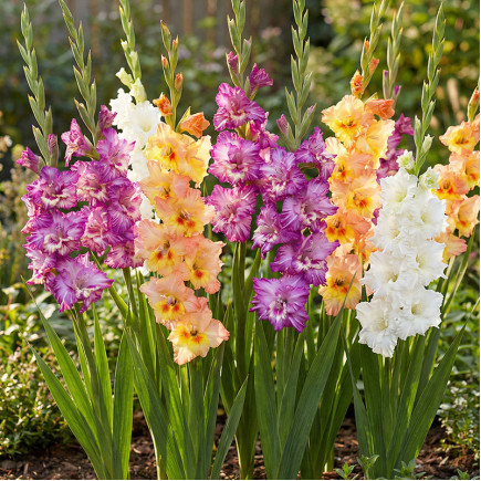 Комплект цибулин гладіолусів Затишна осінь