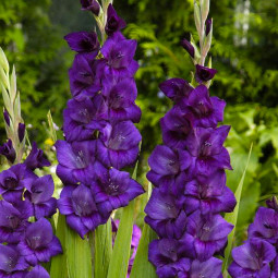 Гладіолус Великоквітковий Purple Flora 8/10 (5 шт)