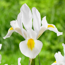 Ірис Hollandica White Dream