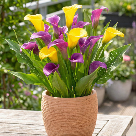 Комплект цибулин кал Оксамитові обійми