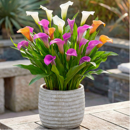 Комплект цибулин кал Fashion-тріо