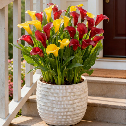 Комплект цибулин кал Касабланка