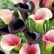 Комплекти з калами