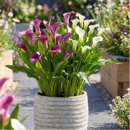 Комплект цибулин кал Royal Silk