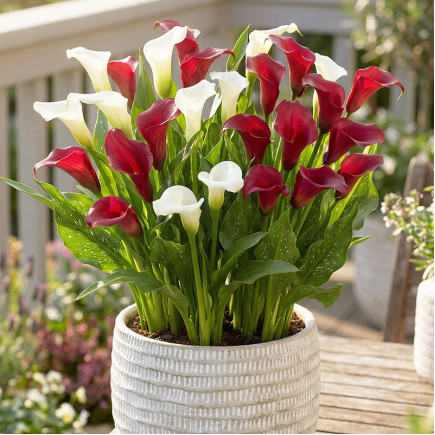 Комплект цибулин кал Lady In Red