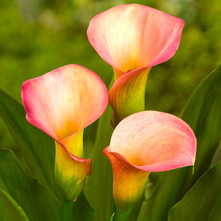 Калла Peach Pearl