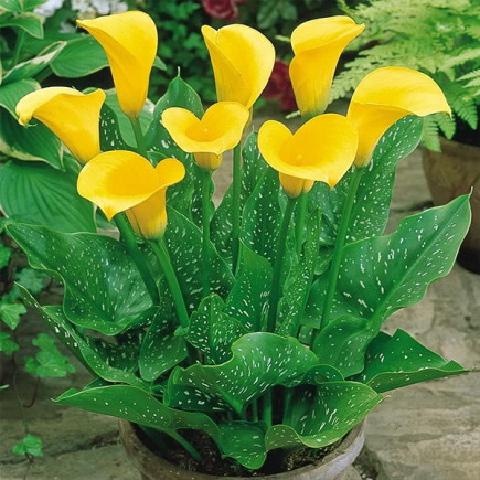Кала Yellow Giant