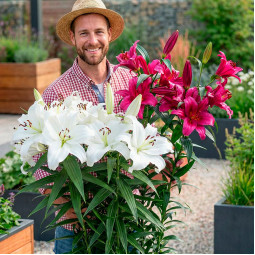 Комплект цибулин лілій Big Love