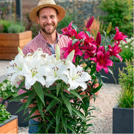 Комплект цибулин лілій Big Love