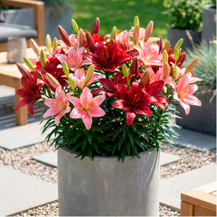 Комплект цибулин лілій Бродвей