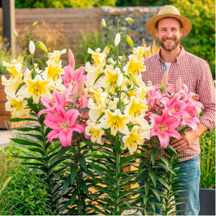 Комплект цибулин лілій Edem