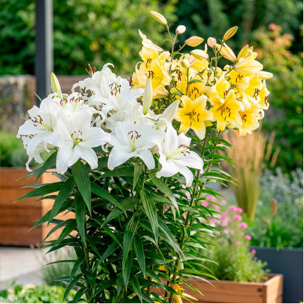 Комплект цибулин лілій Гордість саду