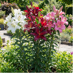 Комплект цибулин лілій Infinity Bloom