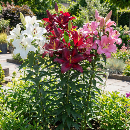 Комплект цибулин лілій Infinity Bloom