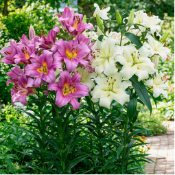 Комплект цибулин лілій Красуні Леді