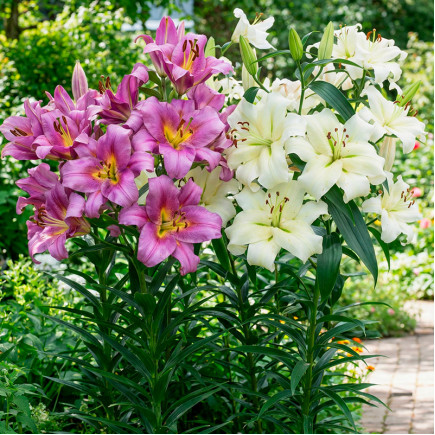 Комплект цибулин лілій Красуні Леді