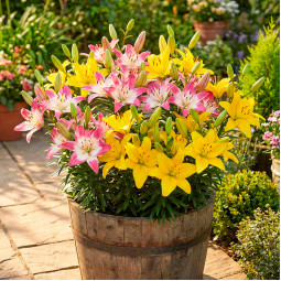 Комплект цибулин лілій Просто Вау