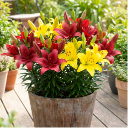 Комплект цибулин лілій Стильний вибір