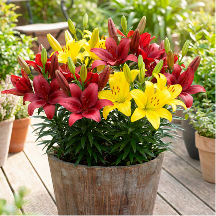 Комплект цибулин лілій Стильний вибір