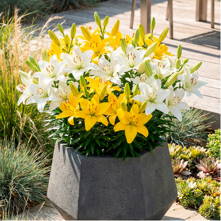 Комплект цибулин лілій Yellow and White Code