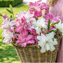 Комплект цибулин лілій Pink Aurora