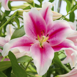Лілія гігант Pink Brilliant