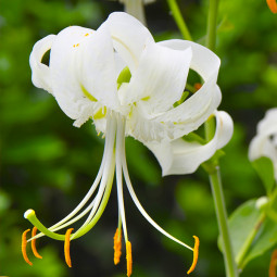 Лілія звисаюча Speciosum Album