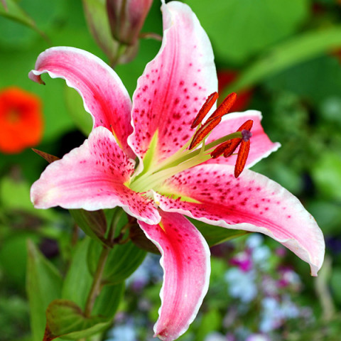 Лилия ориентальная тигровая Stargazer - купить с доставкой по Украине ...