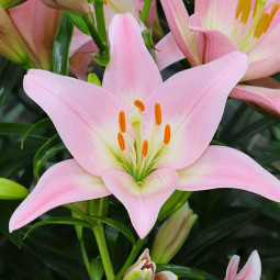 Лілія LA гібрид Party Diamond