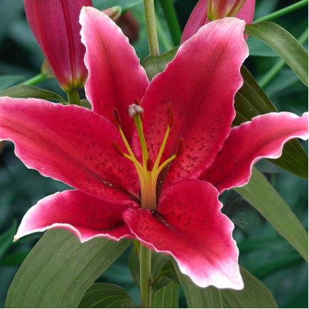 Лілія орієнтальна Chartwell