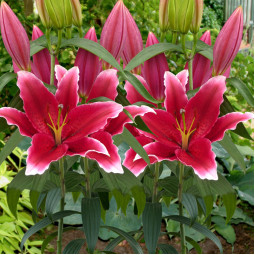 Лілія орієнтальна Chartwell