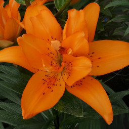 Лілія азіатська махрова Double Princess