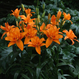 Лілія азіатська махрова Double Princess