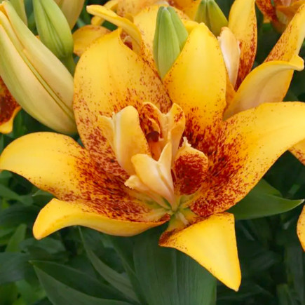 Лілія азіатська махрова Double Nugget