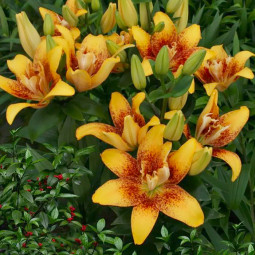 Лілія азіатська махрова Double Nugget