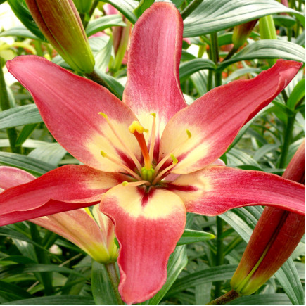 Лілія азіатська Easy Waltz