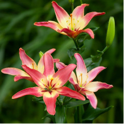 Лілія азіатська Easy Waltz