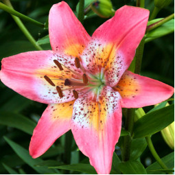 Лілія азіатська Fancy Dance