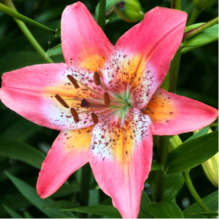 Лілія азіатська Fancy Dance