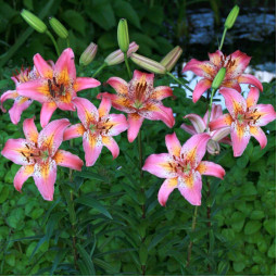 Лілія азіатська Fancy Dance