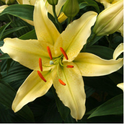 Лілія низькоросла Gold Party