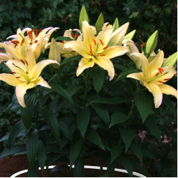 Лілія низькоросла Gold Party