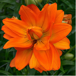 Лілія азіатська махрова Hulk