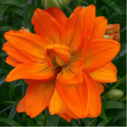 Лілія азіатська махрова Hulk