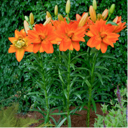 Лілія азіатська махрова Hulk